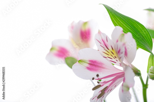 Floral background alstroemeria.