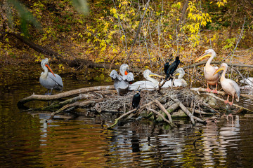 Wall Mural - Island with pelicans on the pond.  The group of grey, pink and curly pelicans on an island in a pond.