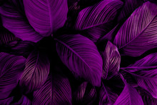 Leaves Of Spathiphyllum Cannifolium, Abstract Dark Purple Texture, Nature Background, Tropical Leaf	