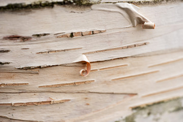 Background of birch bark close-up. Plane of birch trunk surface