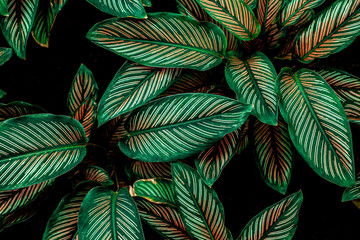 Calathaea picturata, abstract green leaf texture, nature background, tropical leaf