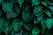 Tropical Leaves Texture, Abstract Green Leaves And Dark Tone Process, Nature Pattern Background