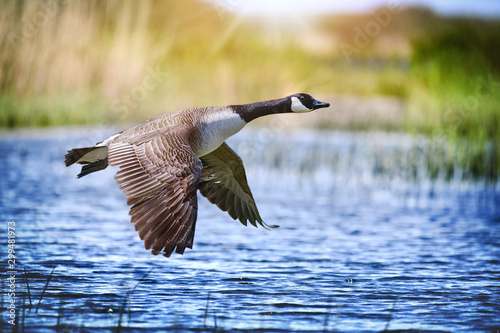 Cuadros en Lienzo Canada goose big bird in flight close beautiful water lake.