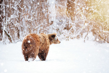 Wall Mural - Carpathian brown bear in liberty. 