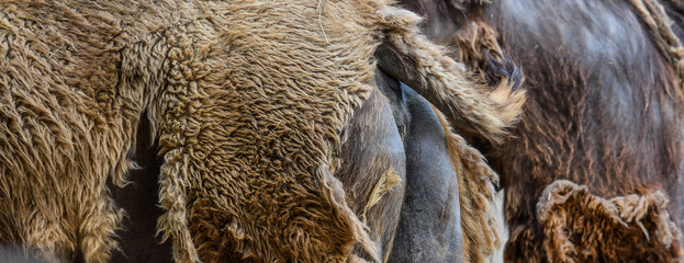 Camel real skin or texture background. Camelus bactrianus fur banner.