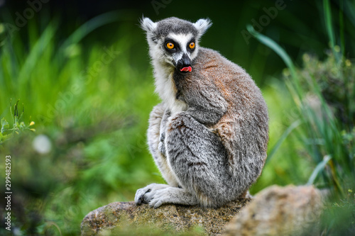 Lemur the beautiful monkey animal of Madagascar detail. Wallpaper Mural