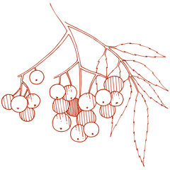 Wall Mural - Vector autumn red sorbus plant. Berry plant botanical garden floral foliage. Isolated illustration element.