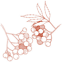 Wall Mural - Vector autumn red sorbus plant. Berry plant botanical garden floral foliage. Isolated illustration element.