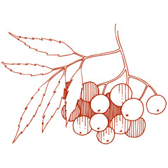 Wall Mural - Vector autumn red sorbus plant. Berry plant botanical garden floral foliage. Isolated illustration element.