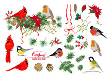 Tit Bird, Robin Bird, Cardinal Bird, Bullfinch. Christmas Wreath Of Spruce, Pine, Poinsettia, Dog Rose, Fir. Set Of Elements For Design Colored Vector Illustration. Isolated On White Background. .