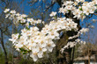 © Florin - close-up macro detail of wax cherry flower bloomed in spring time