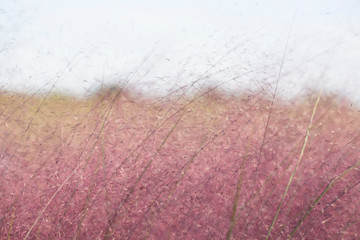 Pink muhly Grass. pink color background.