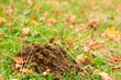 mole hole on the green grass in fall time with copy space