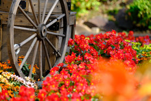 Wheel And Flowers
