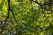 Autumn Fall in Epping Forest 