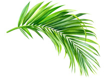 Green Palm Leaf On An Isolated White Background, Watercolor Illustration, Jungle Clipart