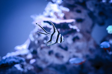 Sticker - Banggai cardinalfish (Pterapogon kauderni) in a reef aquarium