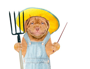 Poster - Smiling puppy farmer in summer hat with pitchfork points away on empty space. isolated on white background
