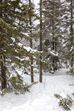 Fototapeta Na ścianę - Beautiful winter forest. Zyuratkul national Park, Chelyabinsk region, South Ural, Russia