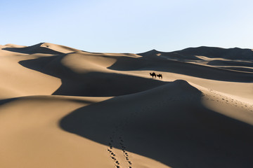 Aerial view from a drone of a nomad crossing massive sand dunes on bactrian camel caravan. Gobi desert, Mongolia.