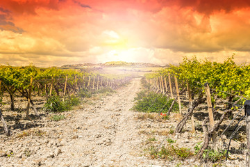 Poster - Vineyard in the mountains of Sicily