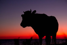 Silhouette Of Cow On Sunset Background. Cow Standing At A Beautiful Sunset. Place For Text Or Advertising