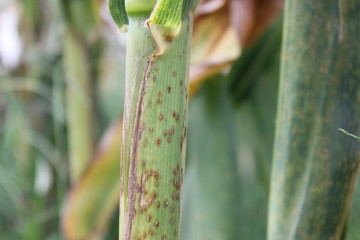 Poster - Corn Rust diseases that damage on stem, abiotic stress at the field.