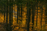 Fototapeta Na ścianę - Autumn foliage of bright orange color through which rays of the sun break through. Beautiful scenery with warm-colored trees and a lake.