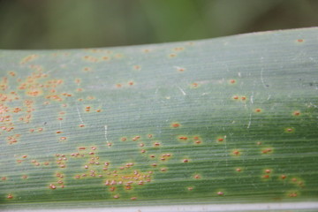 Poster - Corn Rust diseases that damage on leaves, biotic stress at the fields.