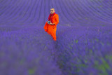Fototapeta Tęcza - Men in lavender fields, taking pictures and walking