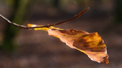 Poster - automne climat automnal saison bois foret