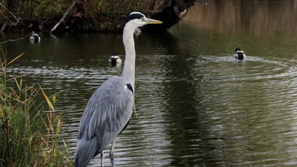 Wall Mural - great blue heron in water