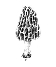 Hand Drawn Colorful Morel Mushroom