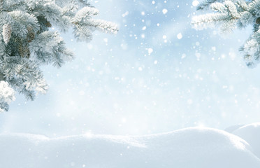Wall Mural - snowfall in winter forest.beautiful landscape with snow covered fir trees and snowdrifts.merry chris