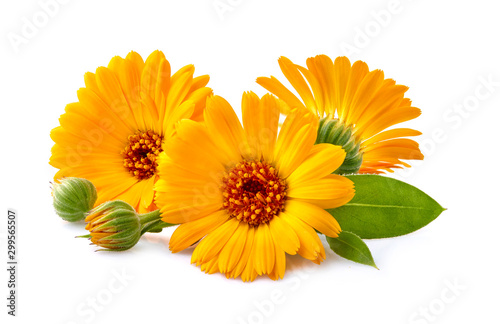 Fotografía Calendula. Flowers with leaves isolated on white