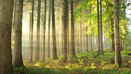 Wall Mural - Sun rays in a fog in a misty morning green forest. Osnabruck, germany