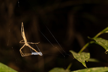 Net casting spider (Deinopidae) found in the rainforest near Sao Paulo, Brazil