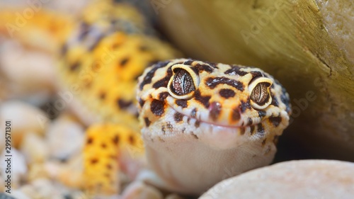 Photographie Leopard gecko Eublepharis macularius in the Zoo