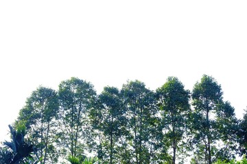 tropical tall trees with leaves and branches on white isolated background for green foliage backdrop