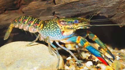 colorful Australian blue crayfish - cherax quadricarinatus in aquarium