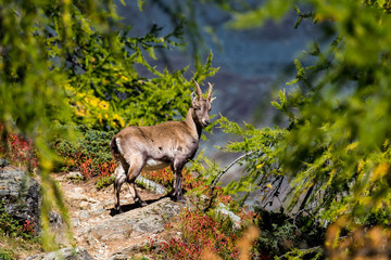 Wall Mural - a smiling ibex in the Valais Alps