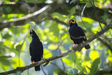 Pair Of Lesser Hill Myna Perched On A Tree Branch In Sri Lanka