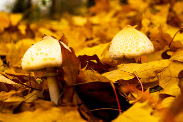 Two white mushrooms in yellow autumn foliage in the forest in autumn.