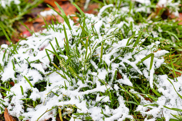 Canvas Print - grass covered by the first snow close up on meadow