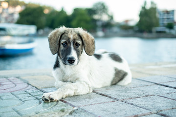 Puppy with spots, brown and white, laying down, puppy eyes, alert, landscape