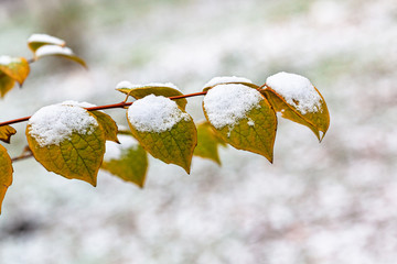 Poster - first snow on twig with yellow leaves close-up