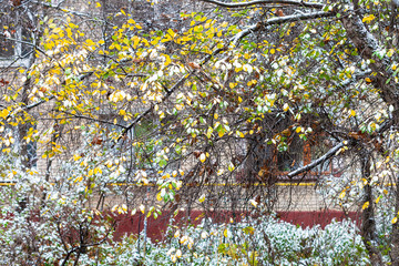 Sticker - first snow on tree in front of apartment house