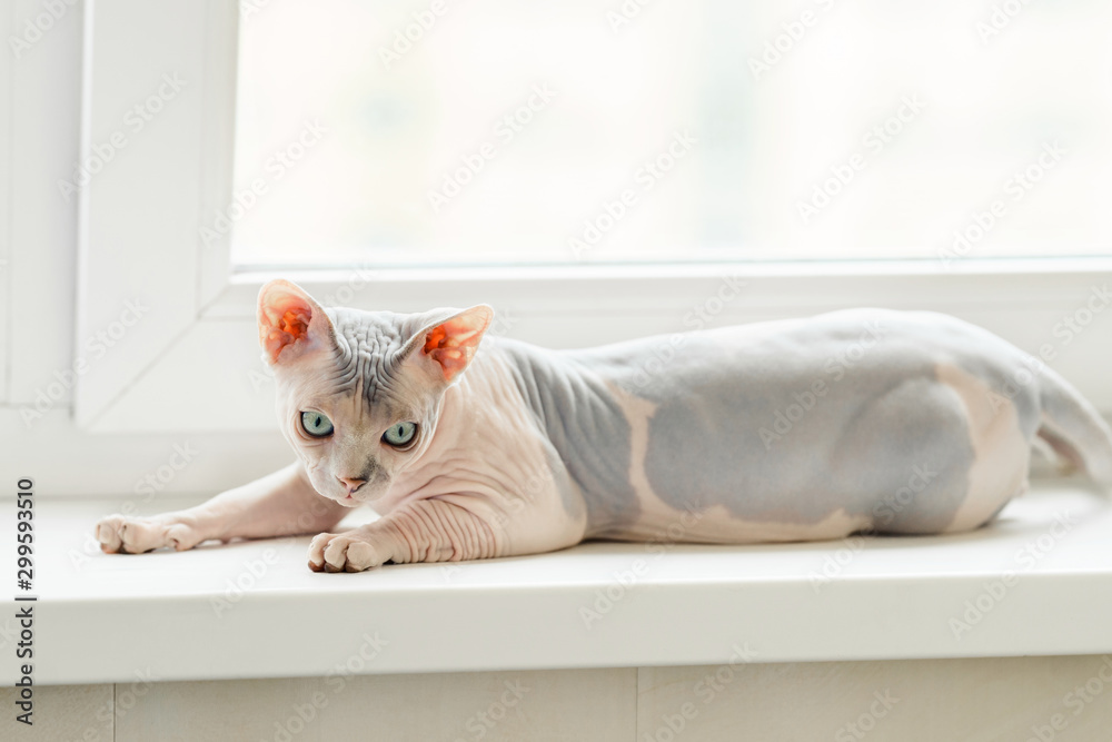 Sphynx Cat Artibalta Kit Diamant Chat Sphynx Cat Az 1456 Au Point Compte Sphynx Cat Artibalta Kit Diamant Chat Sphynx Cat Az 1456 Au Point Compte