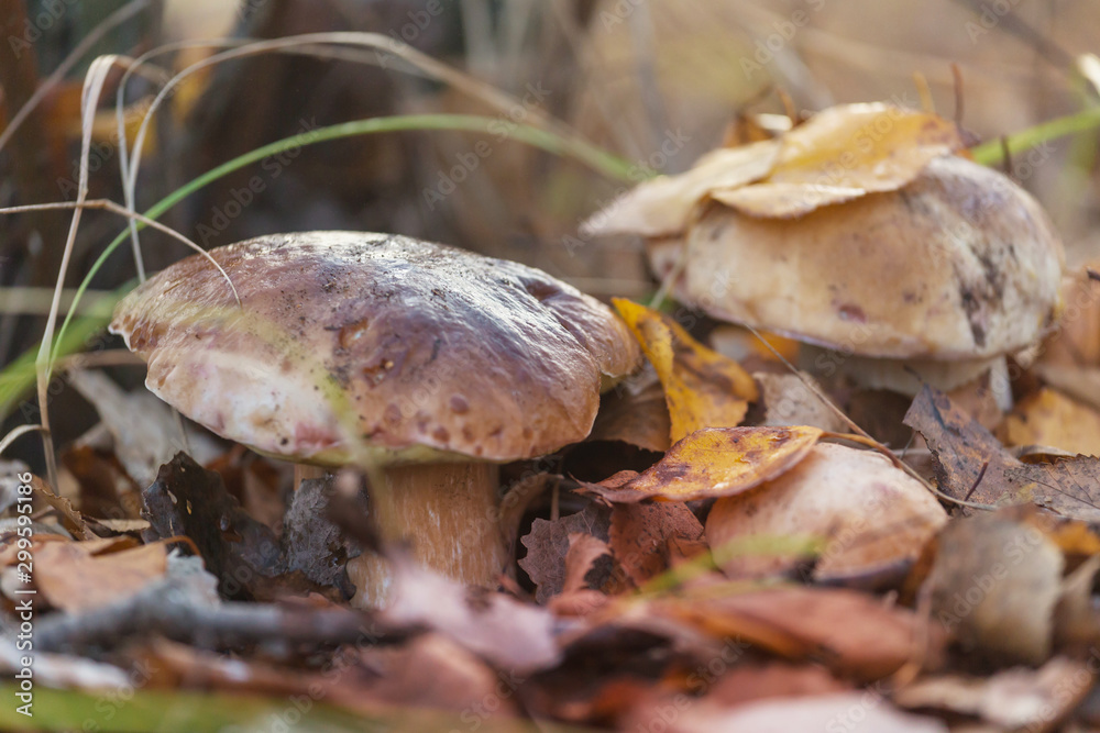 Mushroom in forest - obrazy, fototapety, plakaty 