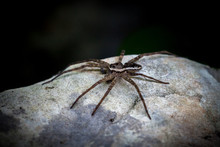 Forest Spider On A Rock